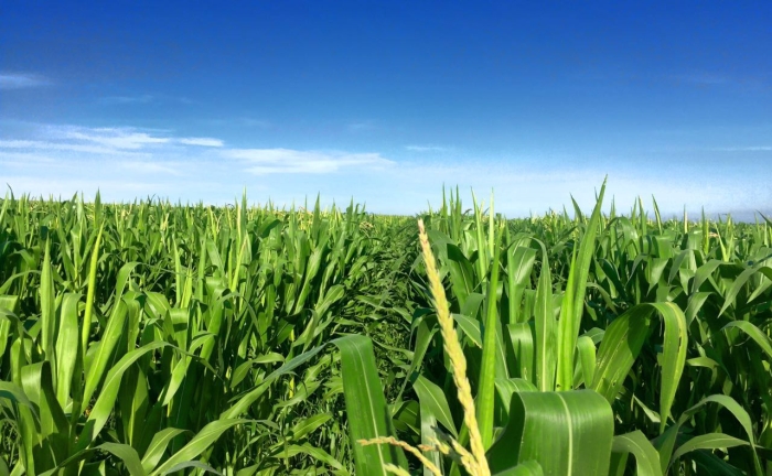 Imagem do dia - Lavoura de milho safrinha em Naranjal (PY), do produtor Danoil Bianchi