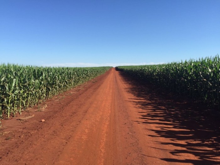 Imagem do dia - Lavoura de milho safrinha em Mariluz (PR)