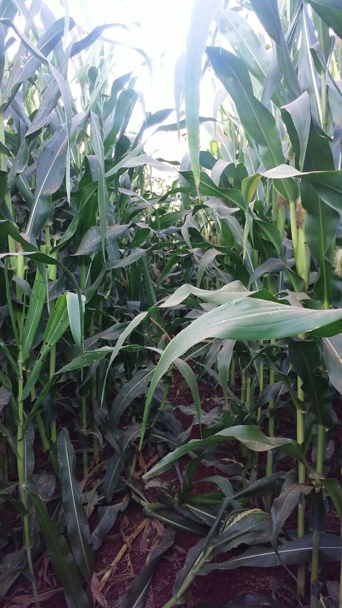 Imagem do dia - Lavoura de milho em Colônia Nova (PY), do produtor Anderson Salvador