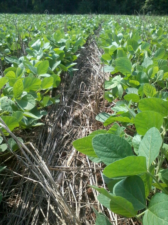 Imagem do dia - Lavoura soja em Missal (PR), do produtor Fernando Strieder