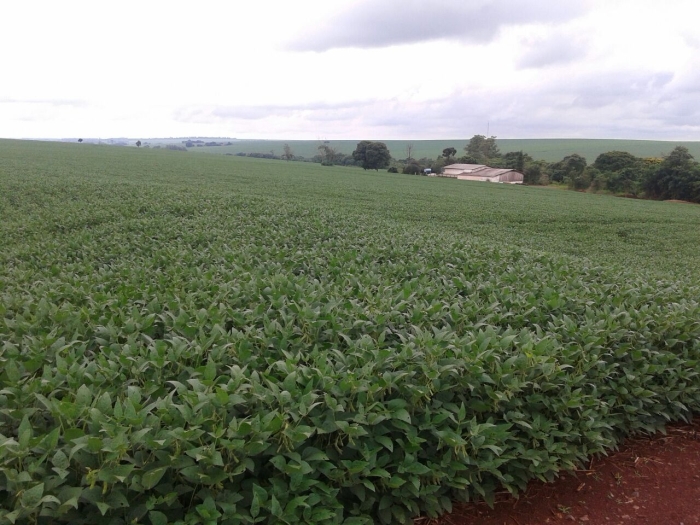 Imagem do dia - Lavoura de soja em Assis Chateaubriand (PR), do produtor Antônio Cosmo Polvani