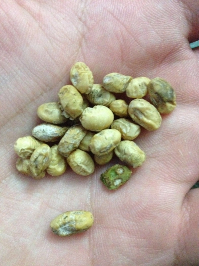 Imagem do dia - Soja em Maringá (PR), afetada pelas fortes chuvas na região