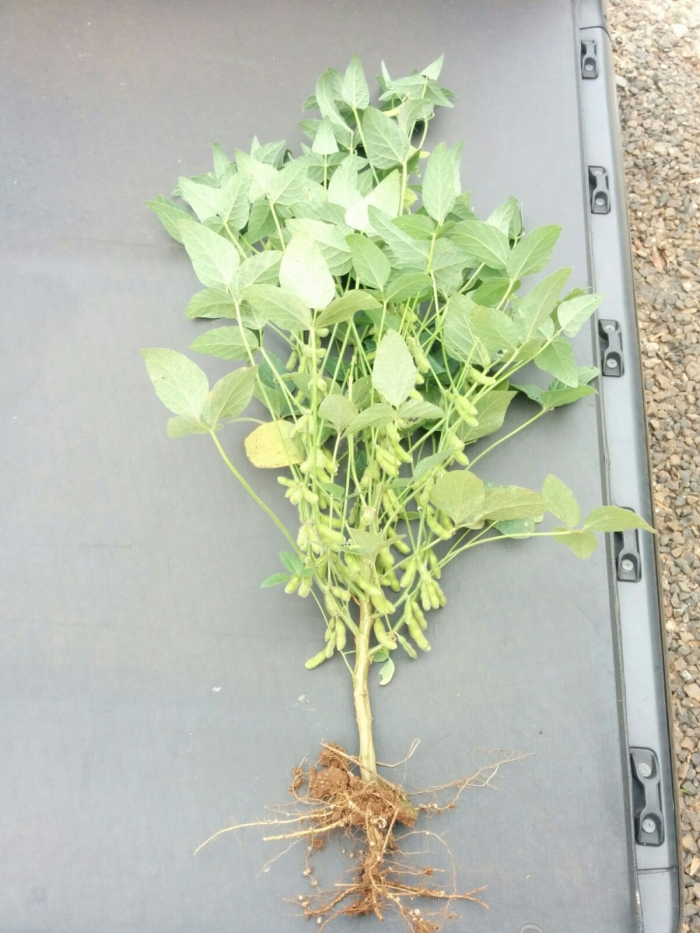 Imagem do dia - Soja em Chopinzinho (PR). Enviado pelo Engenheiro Agrônomo Tiago Riedi Rossi