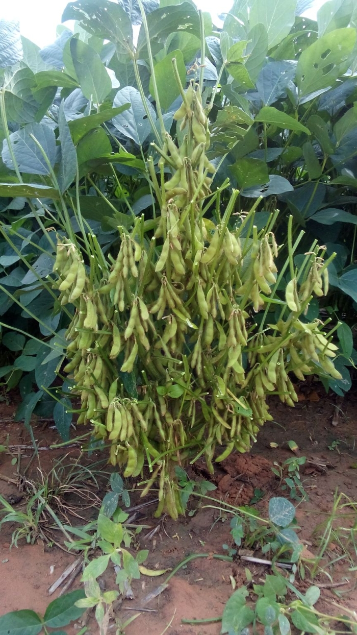 Imagem do dia - Lavoura de soja em Nova Nazaré (MT)