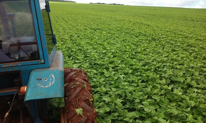 Imagem do dia - Lavoura de feijão em Corbélia (PR), do podutor Marcos Dall Apria