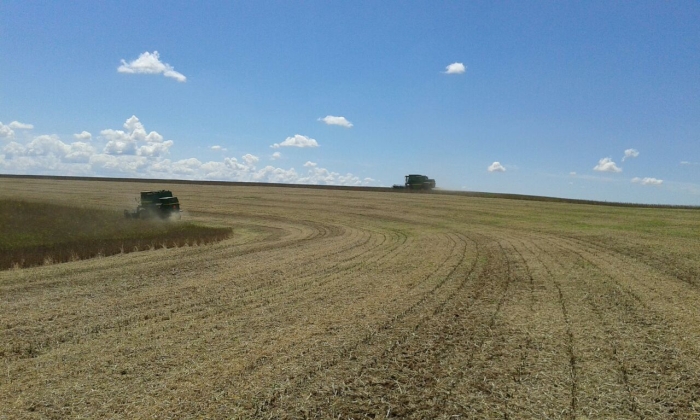 Imagem do dia - Colheita de soja em Marau (RS)