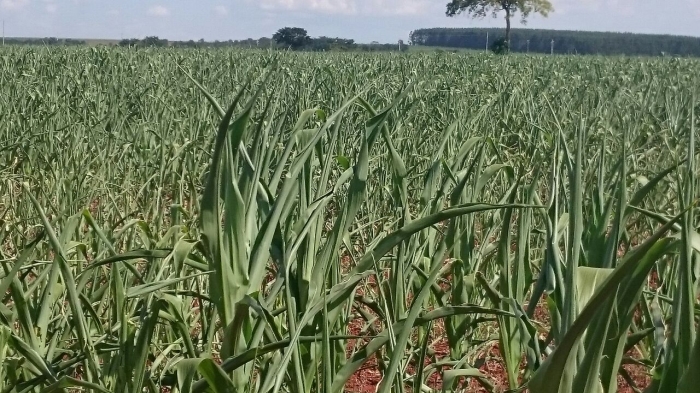 Imagem do dia - Lavoura de milho safrinha em Palmeiras de Goiás (GO), há 25 dias sem chuvas. Enviado por Murillo Pereira de Oliveira