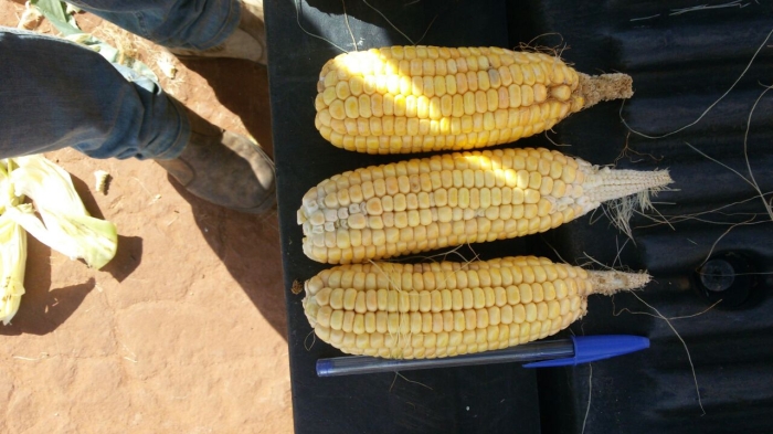 Imagem do dia - Milho em Formosa do Rio Preto (BA), do produtor João Luiz Ryzik