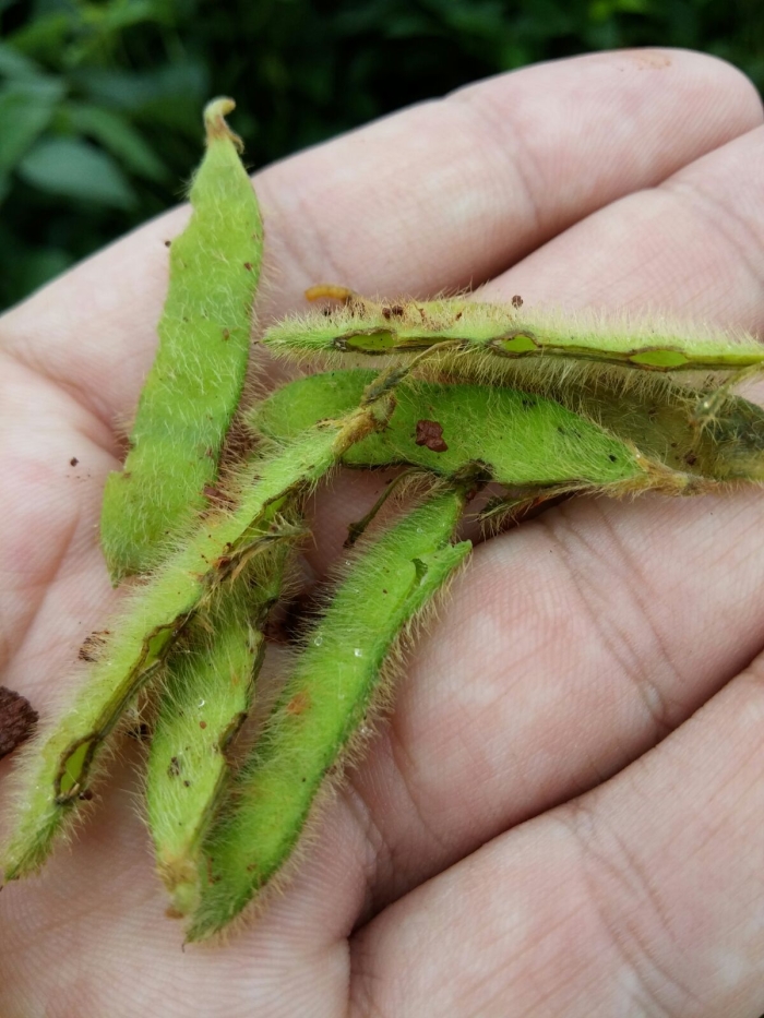 Imagem do dia - Danos causados por lesmas em Planalto (PR). Envio do Técnico Agrícola Rafael Boaro Kamphorst