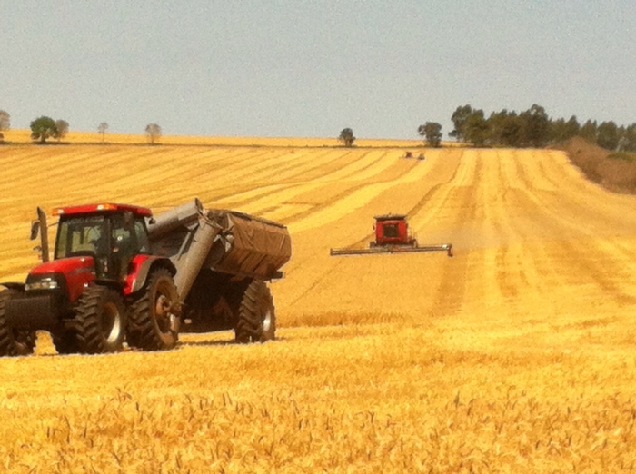 Imagem do dia - Lavoura de trigo em Wenceslau Braz (PR), da Agrobassi