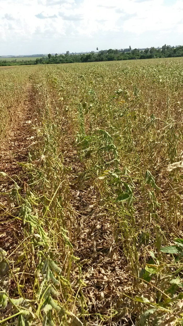 Imagem do dia - Consequências da falta de chuvas na lavoura de soja em Nueva Esperanza (PY), do produtor Neivo Fritzen