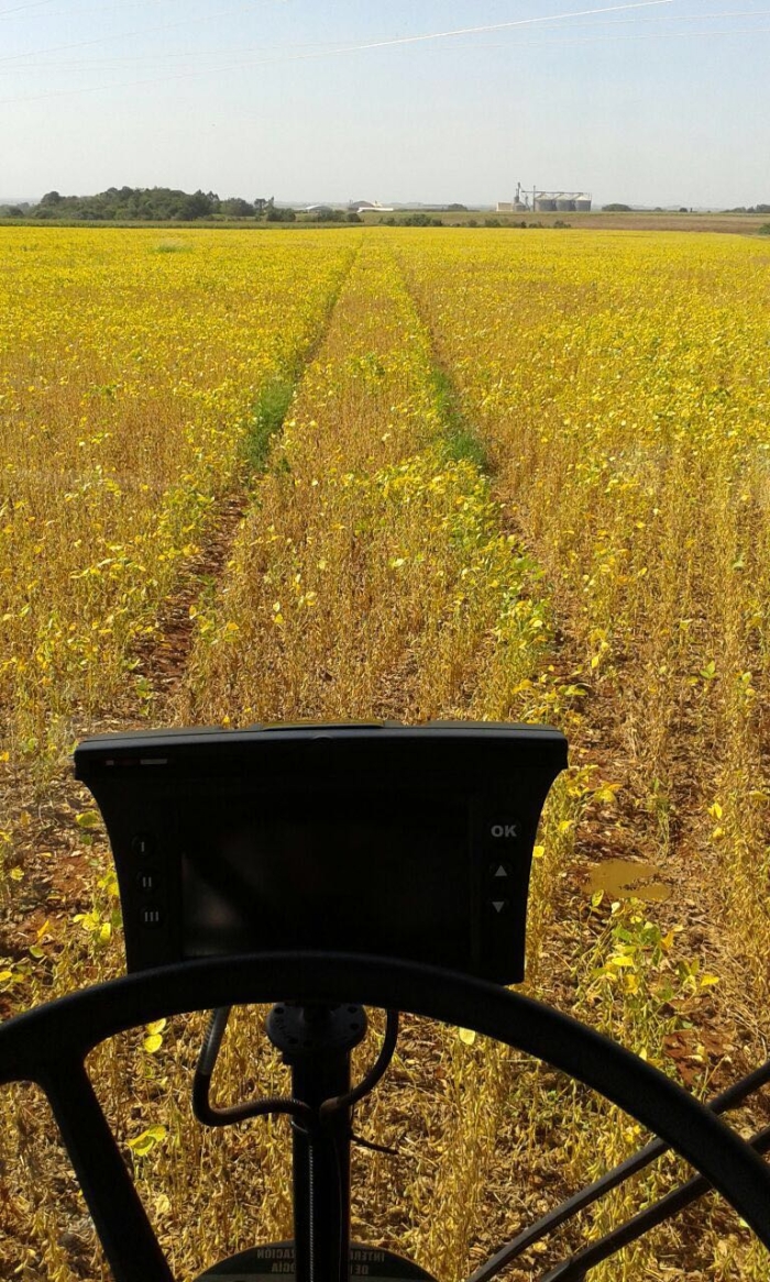 Imagem do dia - Lavoura de soja safrinha em San Alberto (PY), do produtor Julio César de Sá
