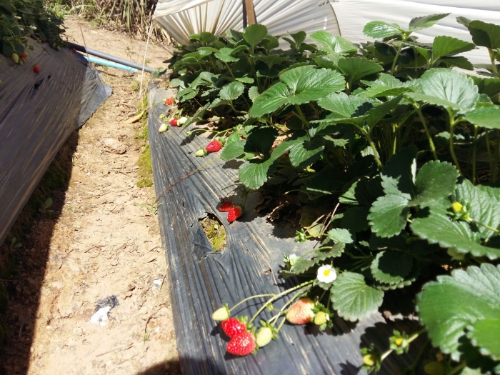 Imagem do dia - Morangos em Bom Repouso (MG). Enviado pelo Técnico Agrícola Felicio Silva