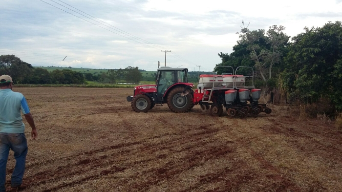 Imagem do dia - Plantio de sorgo em Mesópolis (SP), do produtor Edivaldo de Jesus Manttuy