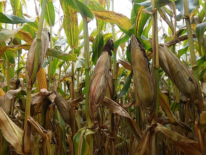 Imagem do dia - Lavoura de milho em Madre de Deus de Minas (MG), do produtor Adriano de Jesus Braz