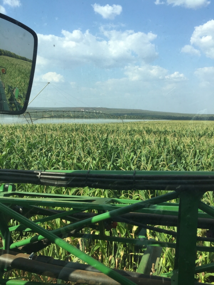 Imagem do dia - Lavoura de milho em Balsas (MA), do produtor Valerio Mattei