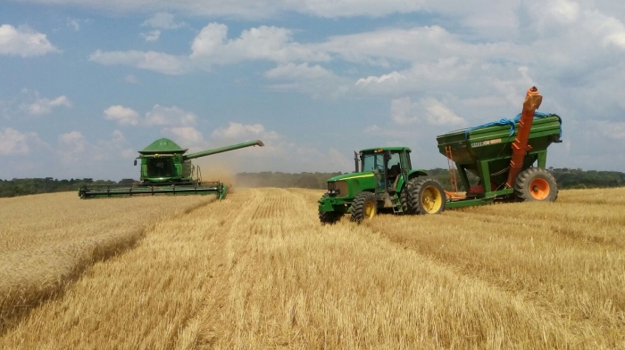 Imagem do dia - Colheita de trigo em Palmeira (PR), Valdemar Gremski