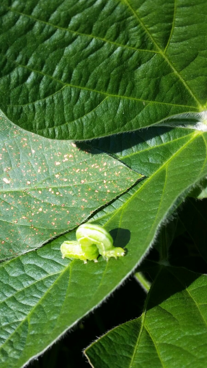 Imagem do dia - Lagarta na lavoura de soja em São Vicente do Sul (RS), do produtor Mauricio Buske. Enviado pelo Técnico Agrícola Bruno B. Barbieri