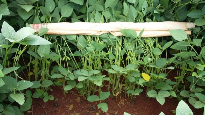 Imagem do dia - Lavoura de soja em Cristalina (GO). Enviado por Beto da Brava