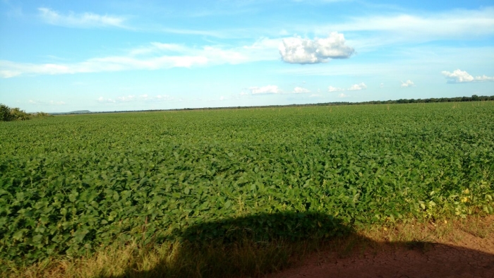 Imagem do dia - Lavoura de soja em Alvorada (TO), na Fazenda Nova Conquista