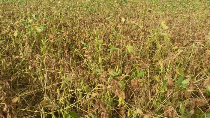 Imagem do dia - Lavoura de soja em Pedro Afonso (TO), do produtor Geovane Cattoni