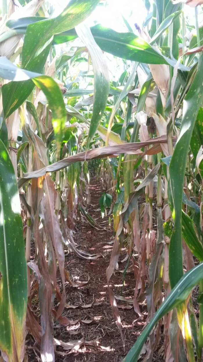 Imagem do dia - Falta de chuvas acelerando a maturação do milho em Tapejara (RS). Enviado pelo Engenheiro Agrônomo Vinicios Marcon