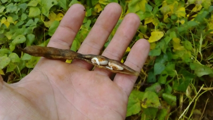 Imagem do dia - Lavoura de feijão em Iraí de Minas (MG)