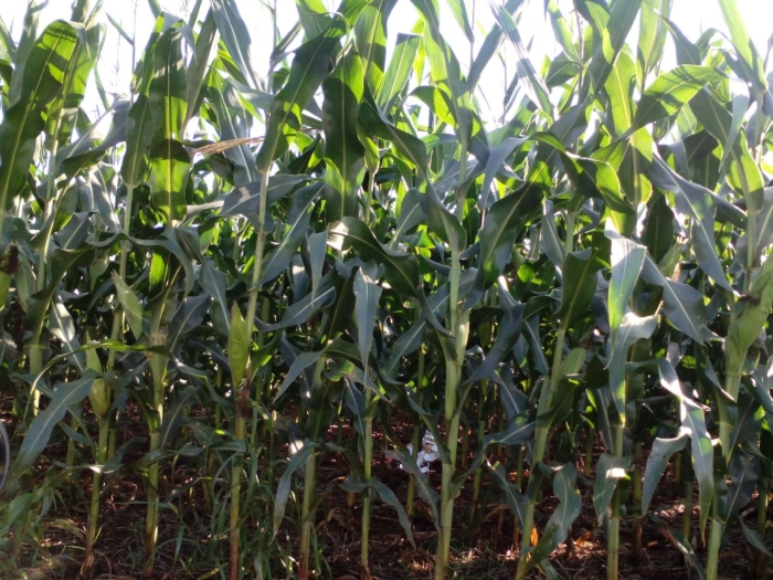 Imagem do dia - Lavoura de milho safrinha em Toledo (PR)