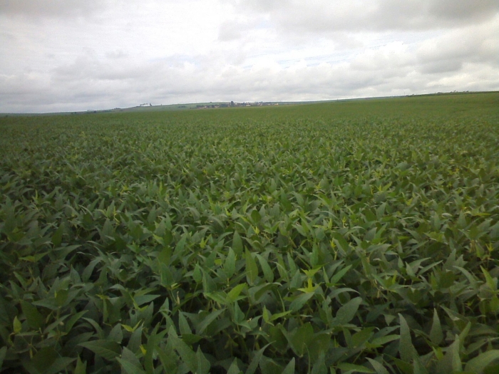 Imagem do dia - Lavoura de soja em Bandeirantes (PR). Enviado pelo Engenheiro Agrônomo Jean Castaldi