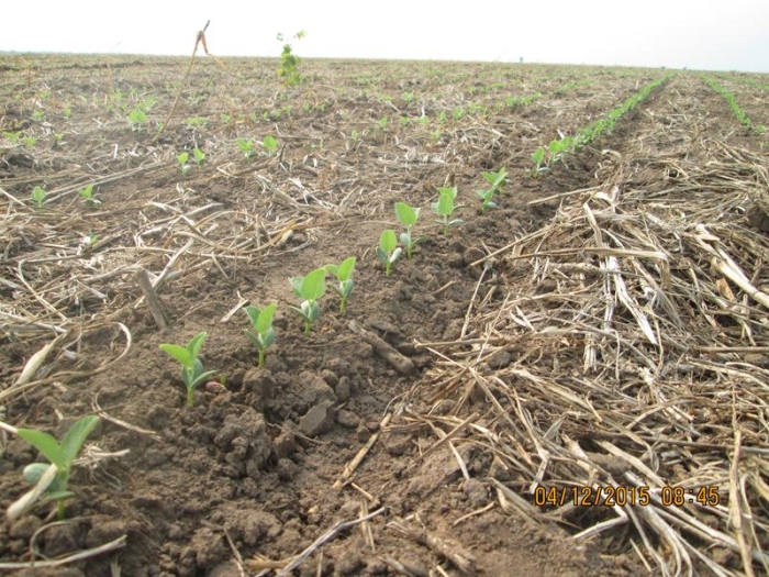 Lavoura de soja com palhada em Uruçuí (PI). Foto enviada por Altair Fianco