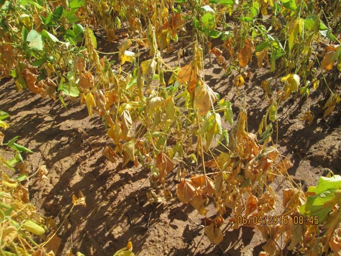 Imagem do dia - Lavoura de soja em Uruçuí (PI), sentindo os efeitos da falta de chuvas. Enviado por Altair Fianco