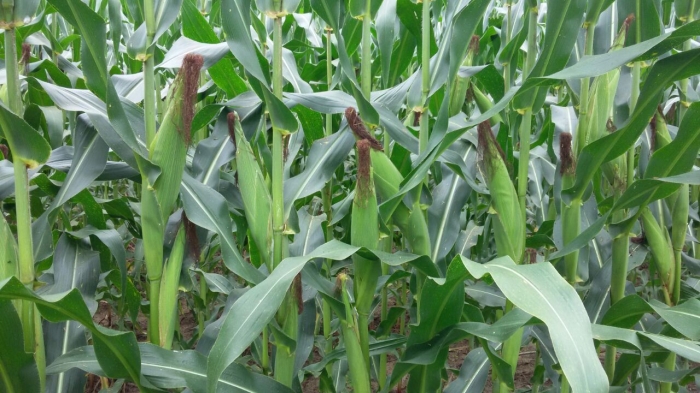 Imagem do dia - Milho para silagem em Amarante (MA), do produtor Emanuel Baiano