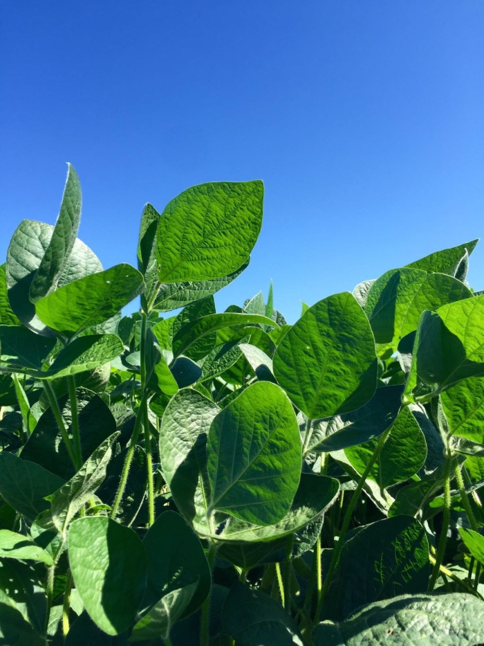 Imagem do dia - Lavoura de soja em Lagoa Vermelha (RS). Enviado pelo Engenheiro Agrônomo Carlos R. Dellavalle Filho