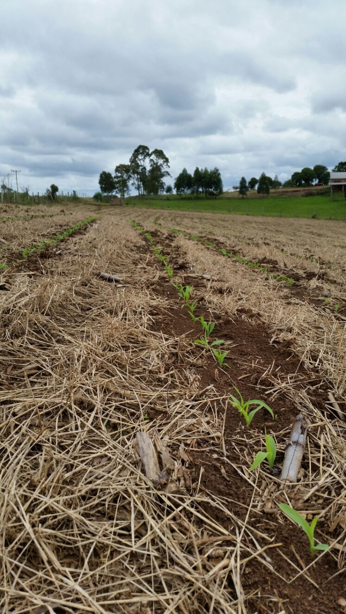 Imagem do dia - Lavoura de milho se recuperando após as fortes chuvas em Esmeralda (RS), do produtor Adelmo Womer da Silva. Enviado pelo Engenheiro Agrônomo Gustavo Dos Anjos