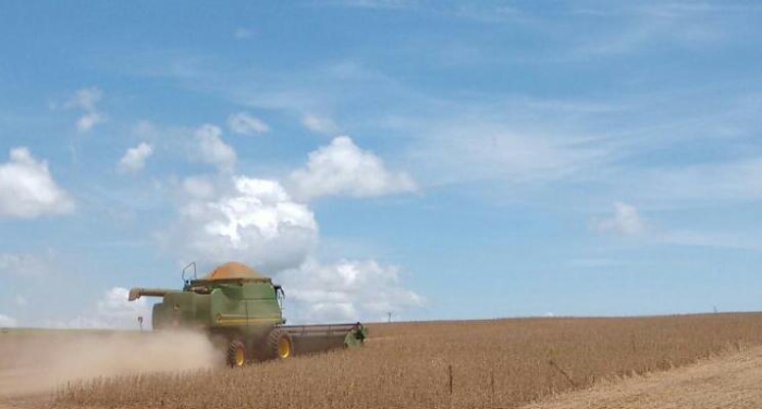 Imagem do dia - Início da colheita em Missal (PR). Enviado pelo Fernando Strieder