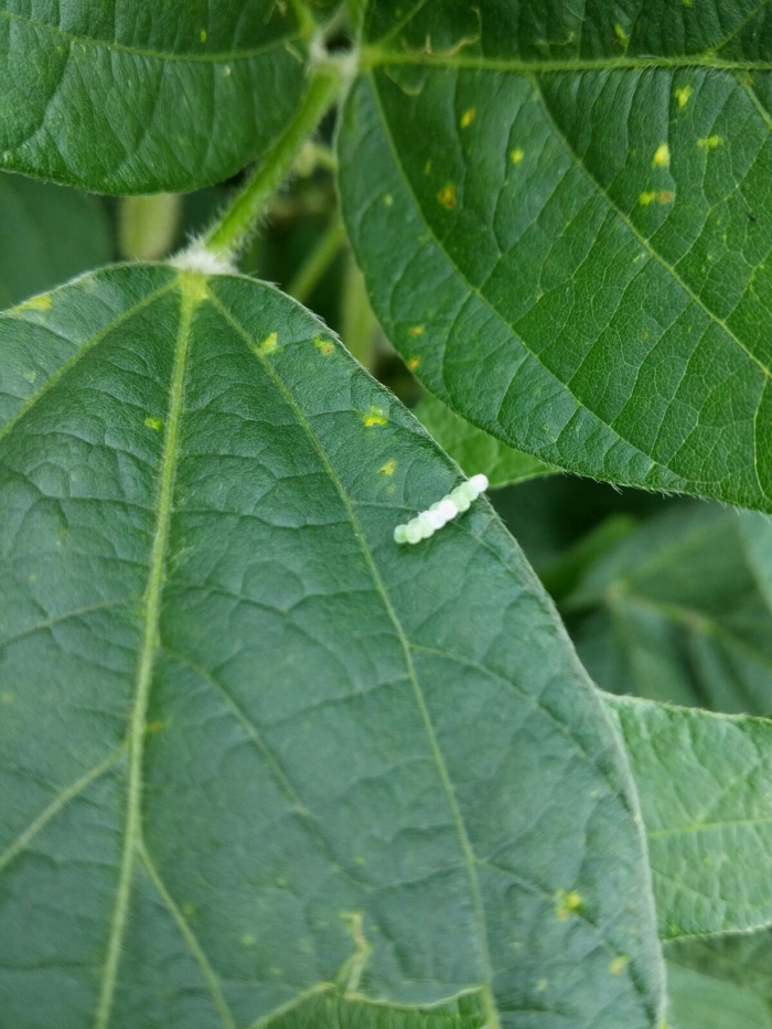 Imagem do dia - Proliferação de percevejo barriga verde em Planalto (PR)