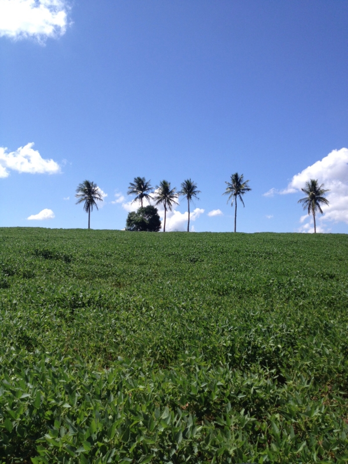 Imagem do dia - Lavoura de soja em Iporã (PR). Enviado por Dirceu Sette