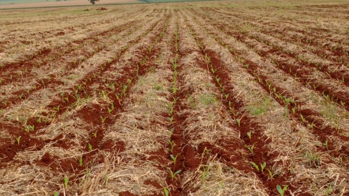 Imagem do dia - Lavoura de milho safrinha em Joviânia (GO). Enviado por Jorge Augusto Mariano