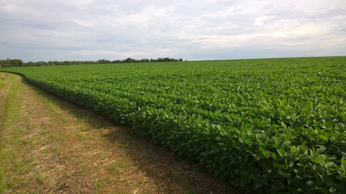 Imagem do dia - Lavoura de soja em Jataí (GO). Enviada pelo Engenheiro Agrônomo Jean Vilela