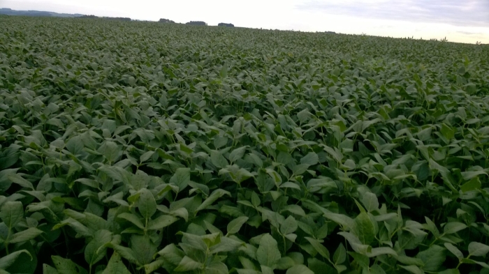 Imagem do dia - Aplicação de fungicida em Bozano (RS), na Agropecuária Bonfada