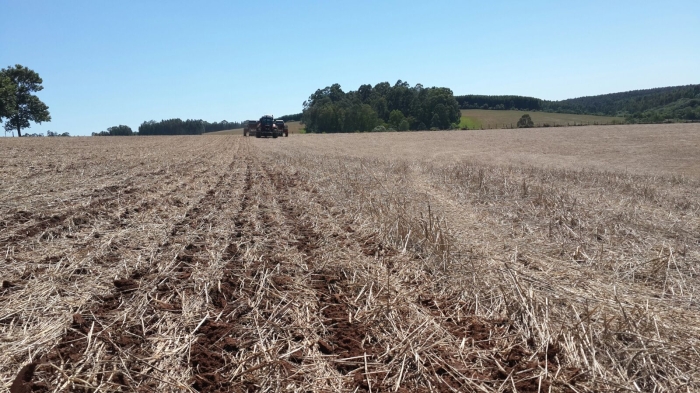 Imagem do dia - Plantio de soja em Passo Fundo (RS). Enviado pelo Engenheiro Agrônomo Mateus Cecconello