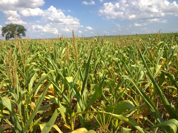 Imagem do dia - Lavoura de milho em Paranhos (MS), na Fazenda Jatobá. Enviado por Dijalma Cavalier