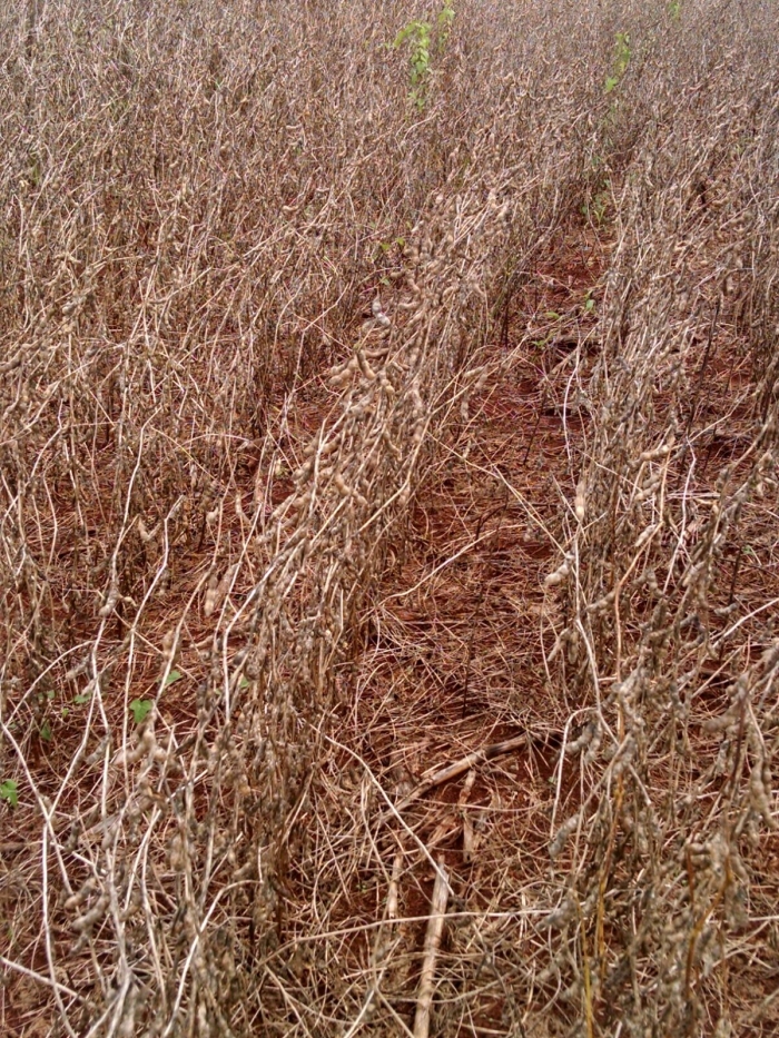Imagem do dia - Lavoura de soja em Borrazópolis (PR)