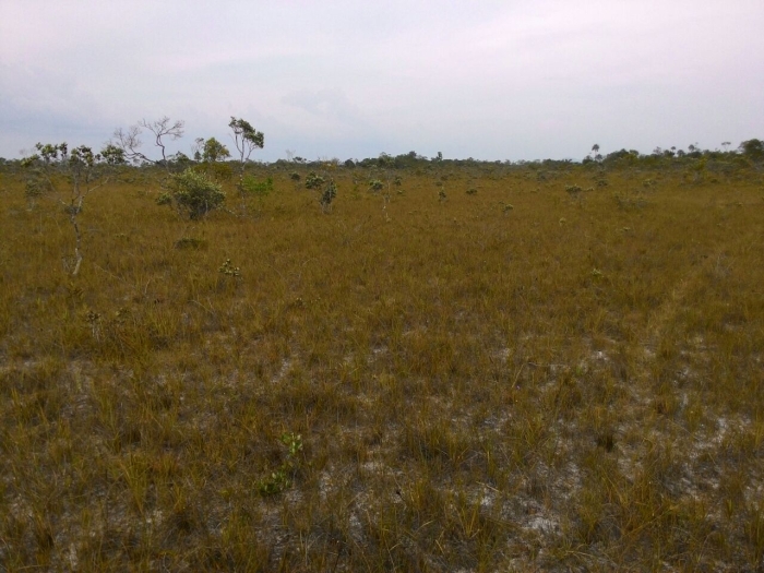 Imagem do dia - Nova fronteira agrícola em Caracaraí (RR). Enviado pelo Engenheiro Agrônomo Luciano Zin