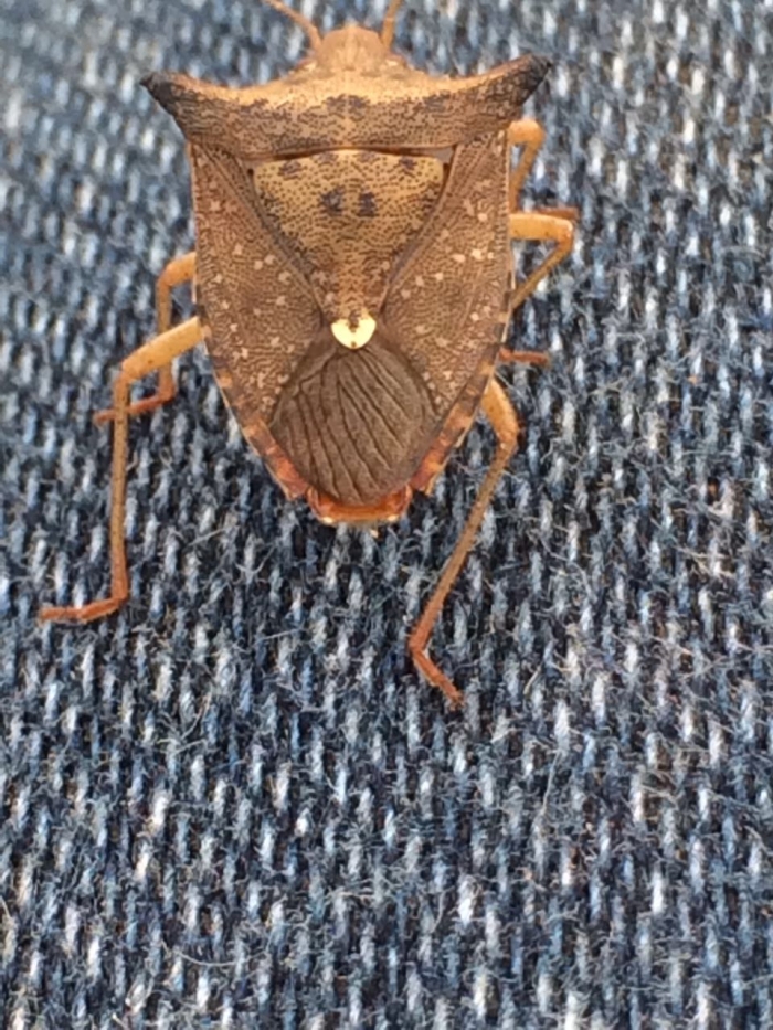 Imagem do dia - Incidência de percevejo marrom em Colorado (RS). Enviado por Jorge Pino.