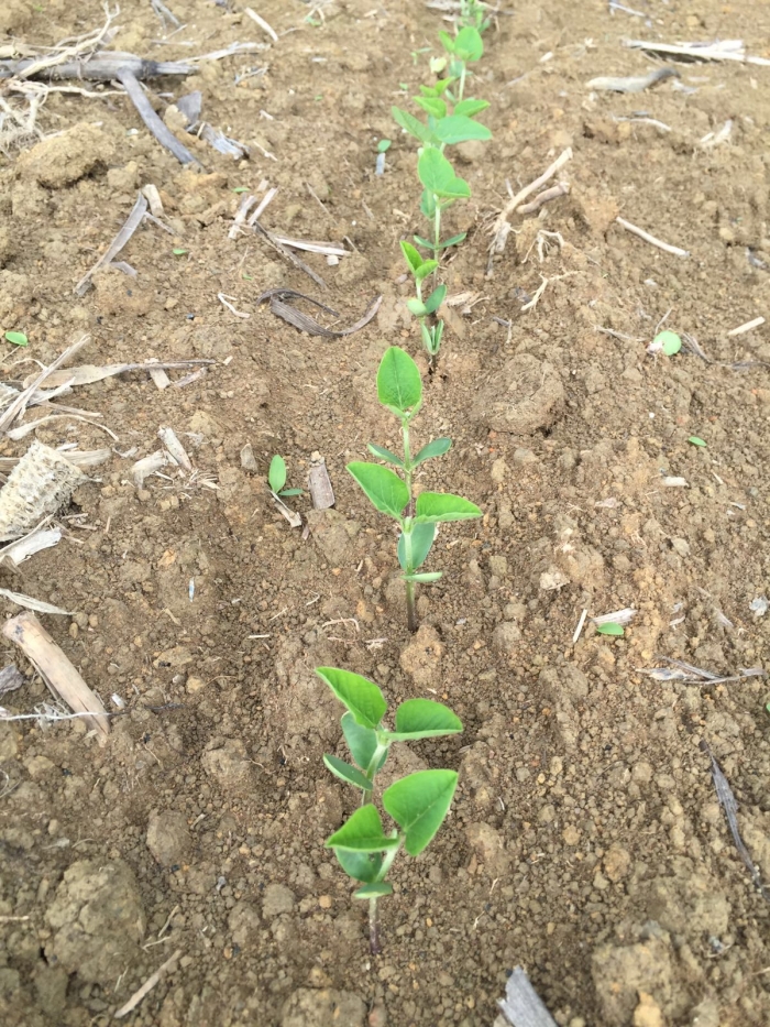 Imagem do dia - Lavoura de soja em Santarém (PA), do produtor Fernando Ambiel