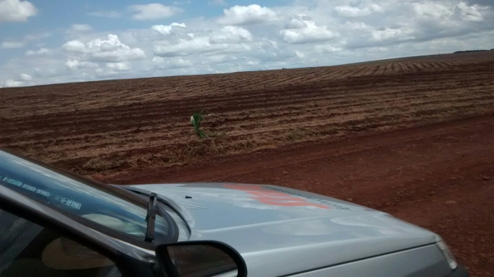 Imagem do dia - Plantio de milho em Corbélia (PR). Enviado pelo Técnico Agrícola Elton Bento