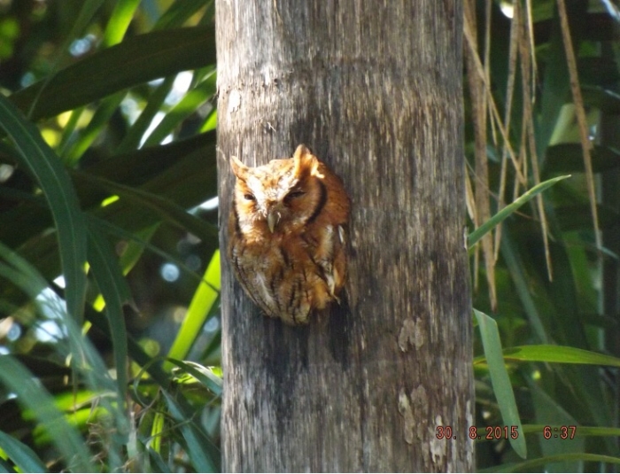 Imagem do dia - Coruja em Japurá (PR), enviado por Rafael Feitosa Sanches