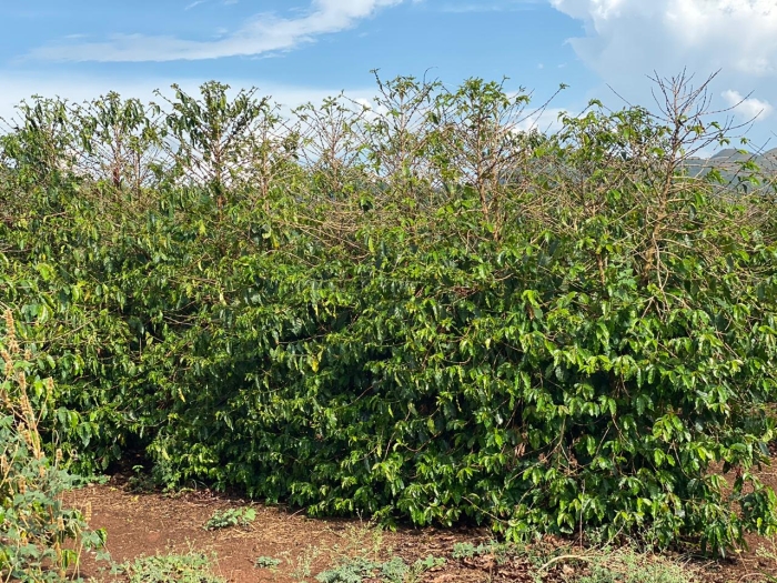 Produção de café em Boa Esperança/MG