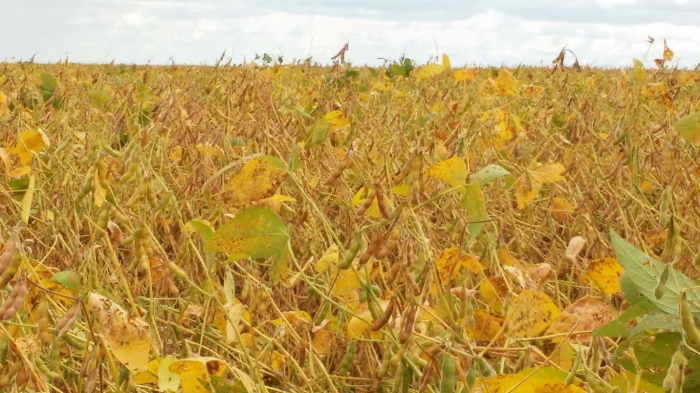 Imagem do dia - Lavoura de soja em Cristalina (GO). Enviado por Edson Brito